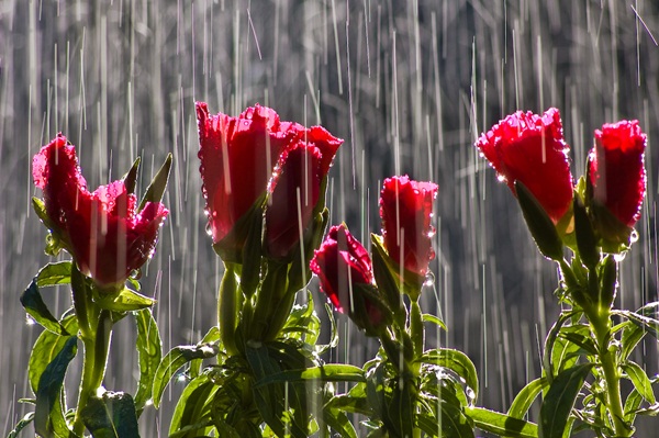 flower-in-rain-11.jpg